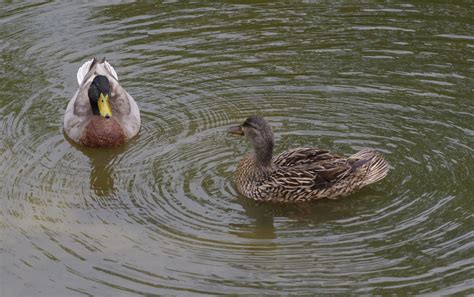 Mallard Ducks Mating