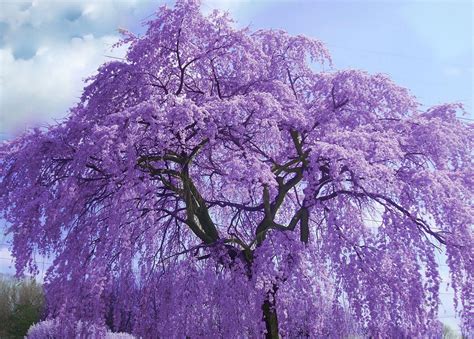 What Are The Purple Trees Blooming Right Now Types Of Flowering Trees
