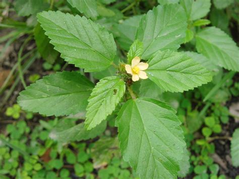 Sidaguri Flower Sida Rhombifolia As Herbal Medicine