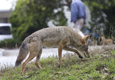 Coyotes Are Everywhere In Pennsylvania But They Pose Little Threat