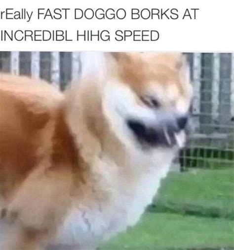 Really Fast Doggo Borks At Incredibl Hihg Speed Very Fast Doggo