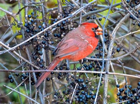 Northern Cardinal Juvenile Male Project Noah