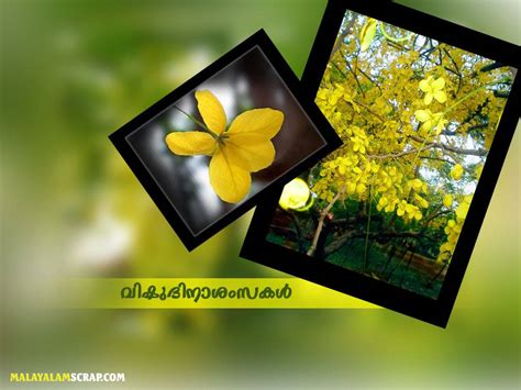 Download Vishu Festivity Kanikonna Flowers Wallpaper