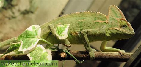 Read all about keeping chameleons as pets. A good terrarium for a chameleon - My Pet Chameleon
