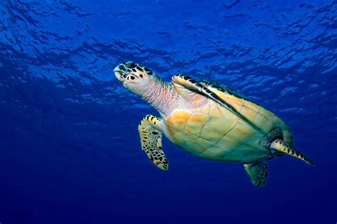 Creature Feature Hawksbill Turtle Sea Of Change