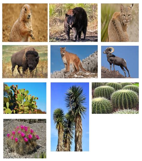 Flora Y Fauna De Coahuila Pdf