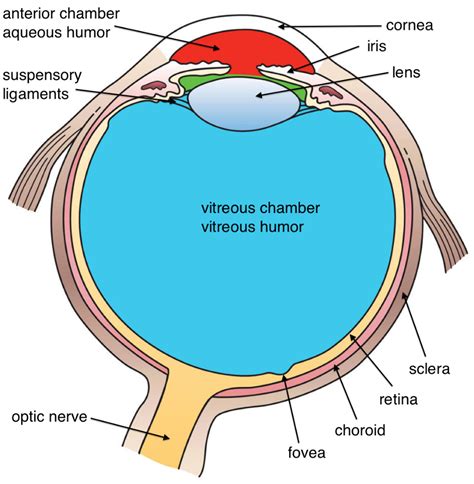 Give The Difference Between Aqueous Humor And Vitreous Humor