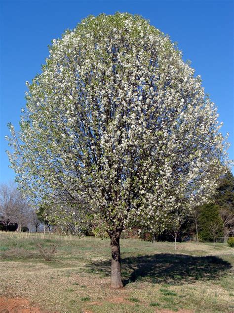 Callery Pearbradford Pear Invasive Exotic Plants Of North Carolina