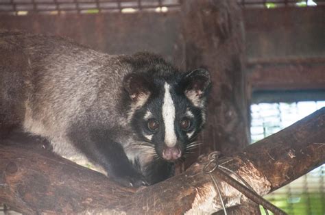 Suzys Animals Of The World Blog The Masked Palm Civet