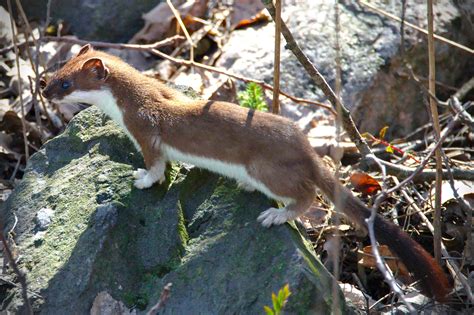 Stoat Mustela Erminea Facts And Information