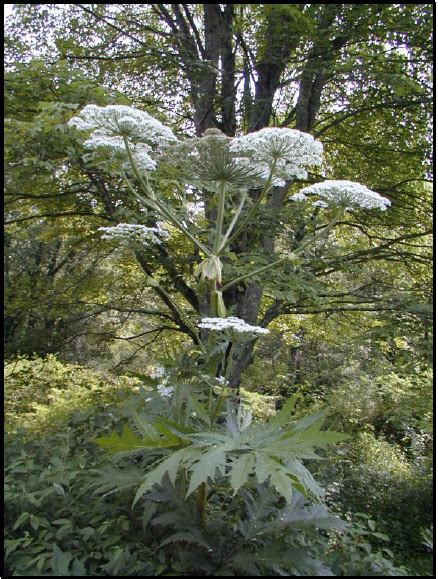 Be On The Lookout For Giant Hogweed An Invasive Plant In