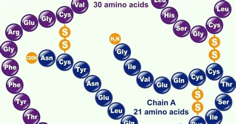 Seven Days Per Week Stpm Biology Biological Molecules Part 15