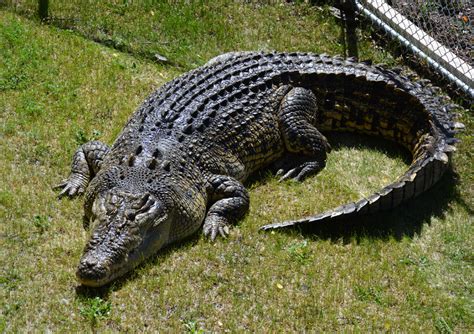 Προκυμαία σε σύντομο χρονικό διάστημα βολή Crocs Reptile σύνοψη Πρωί