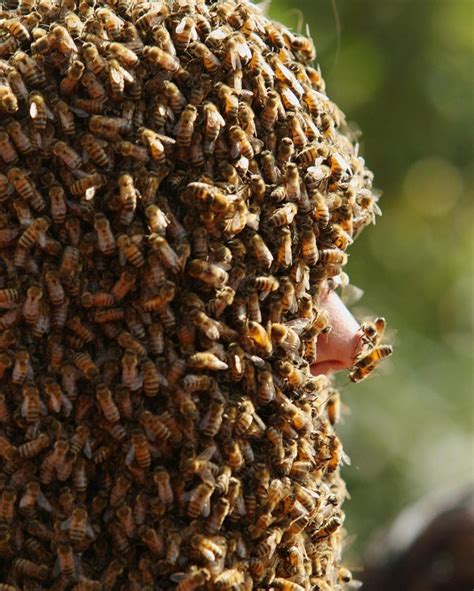 Конкурс на самую большую бороду из пчел Clovermead Bee
