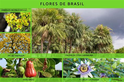 Flora Y Fauna De Brasil Nombres Y Fotos