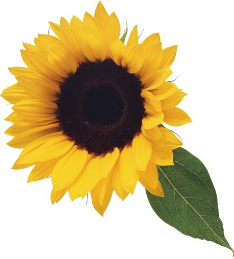 Sunflower Png Transparent Image Download Size 2014x2238px