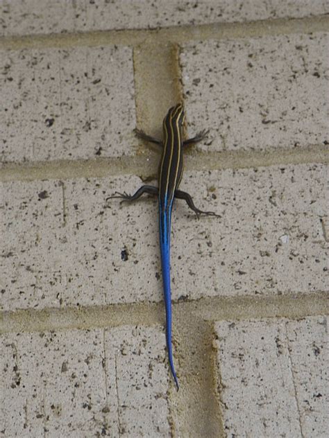 Sarah Afshar Blue Tailed Skink