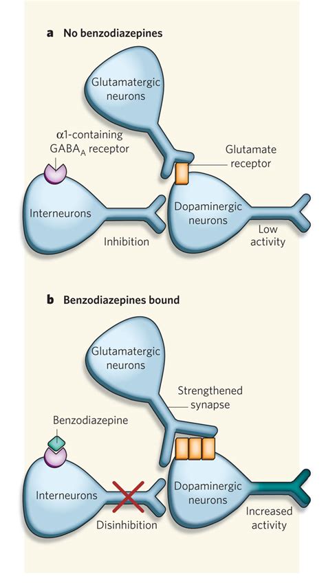 It increases neuronal membrane permeability to cl ions by binding to stereospecific benzodiazepine receptors on the postsynaptic gaba neuron w/in. Proposed mechanism of addiction of benzodiazepine drugs ...