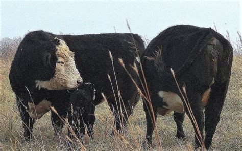 Exceptional Registered Black Hereford Bulls By Missouri Black Herefords In Huggins Mo Alignable
