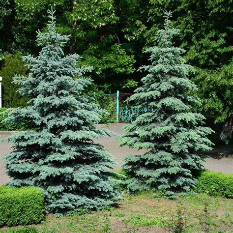Blue Wonder Spruce Trees For Sale
