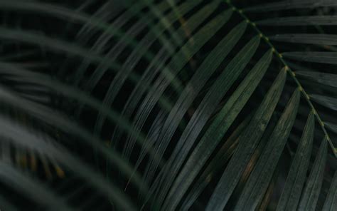 Download Wallpaper 3840x2400 Leaf Palm Tree Plant Green 4k Ultra Hd