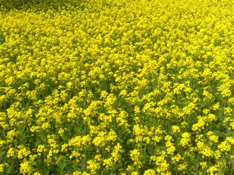 Nutritional And Health Benefits Of Mustard Greens And Mustard Seeds