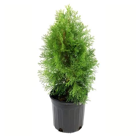 Buy Thuja Pine Morpankhi Thuja Compacta Plant At Best Price