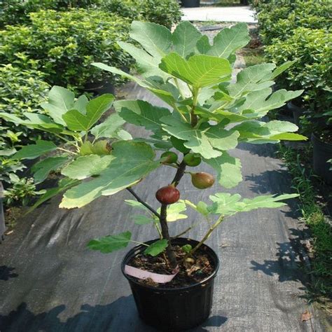 Fig Trees Planted Sugar Planting Potted Fig North And