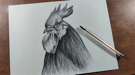 Cómo Dibujar Un Gallo Realista Paso A Paso Fácil Lápiz Y Bolígrafo