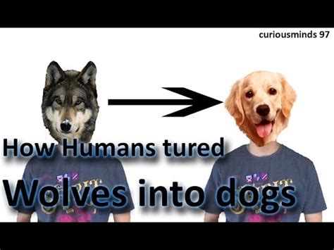 Place the person in the circle of candles. How humans turned Wolves into Dogs |Curiousminds97 - YouTube