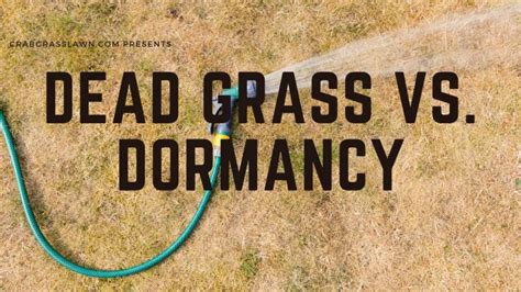 How To Tell The Difference Between Dead And Dormant Grass Images And