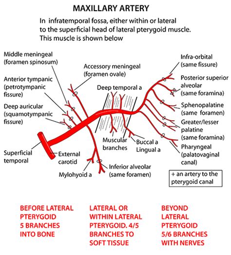 Instant Anatomy Head And Neck Areasorgans Infratemporal Fossa