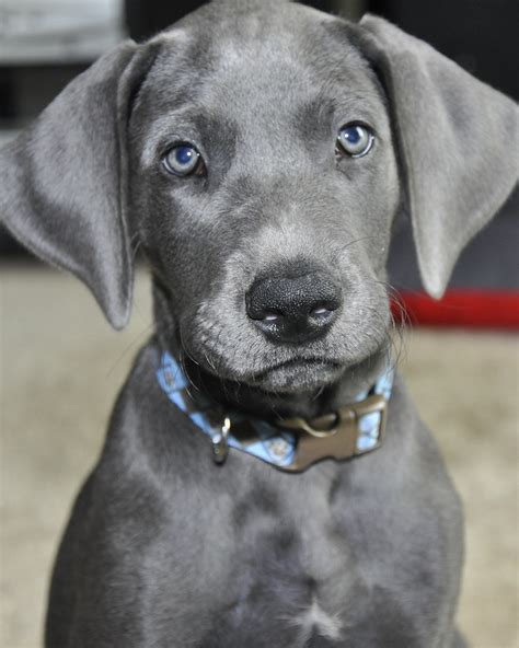 10 week old puppy humps. My female, 10 week old, blue Great Dane puppy, named Vill ...