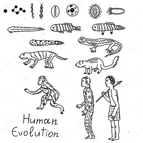 Human Evolution Illustration Stock Vector Image By ©elyomys 101636730