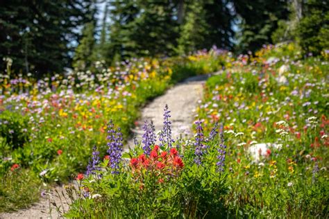 The Revelstoke Wildflower Festival Offers Bcs Best Summer Alpine