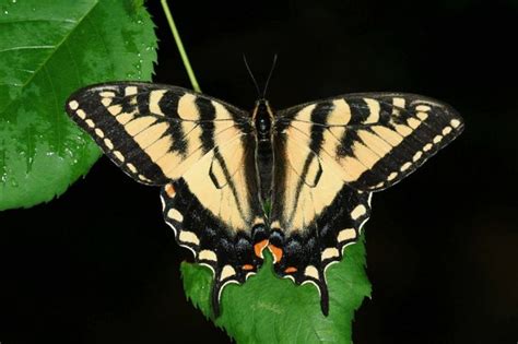 Common Butterfly Is Hybrid Of Two Species Live Science