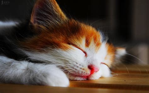 Sleep 21 Cute Sleepy Kitty Png