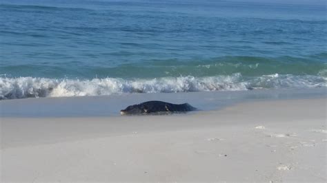 Are There Alligators In The Gulf Of Mexico Navarre Press