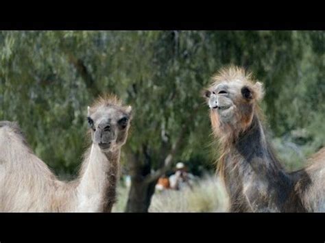 What do you call a three humped camel? Camels: It's What You Do - GEICO - YouTube | Funny ...