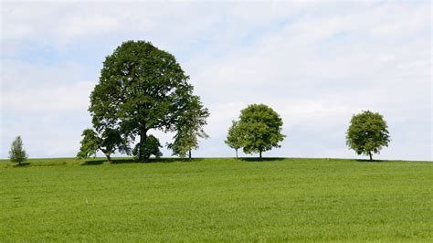 fotos gratis paisaje árbol naturaleza césped horizonte grupo planta cielo campo