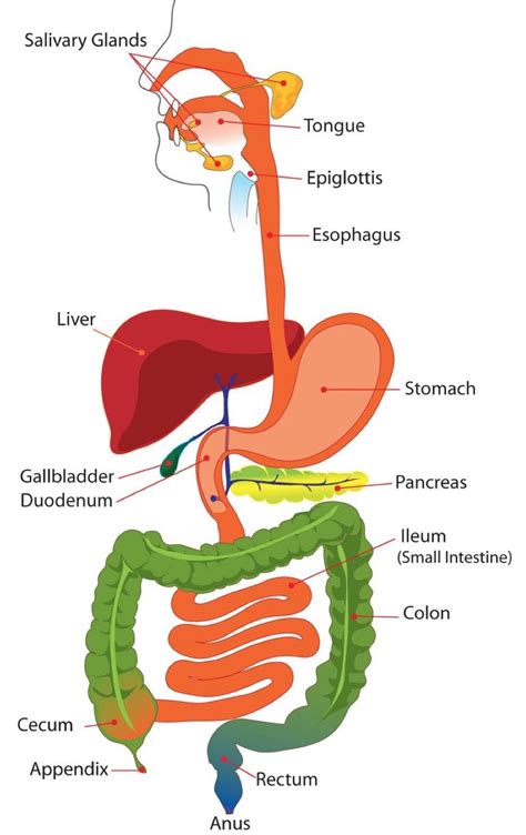 Digestive System