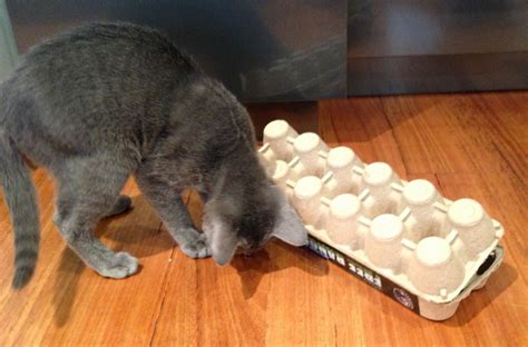It gives x3 cat food. Egg Carton Puzzle Box - Cat Stuff for Aussies