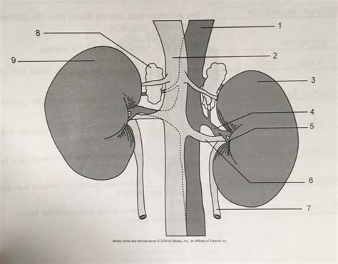 Ventral View Of The Canine Urinary System Diagram Quizlet