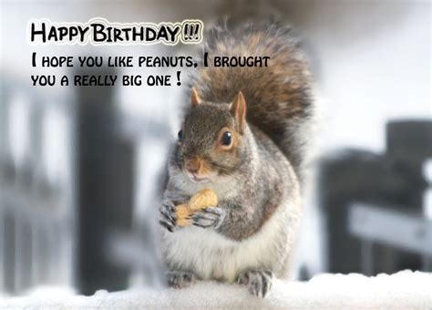 Funny Birthday Card Squirrel With Big Peanut Birthday Card Etsy