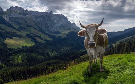 Download Wallpapers Alpine Cow Mountain Landscape Alps Switzerland