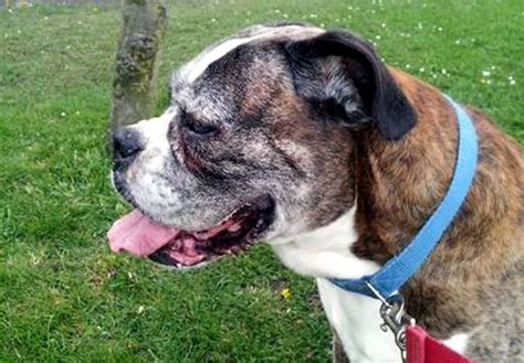 Diesel 12 Year Old Male Boxer Dog For Adoption