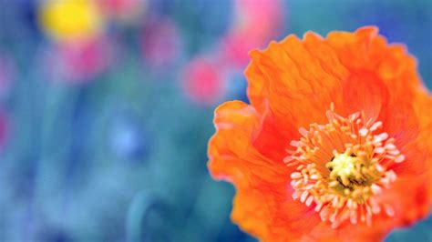 1920x1080 1920x1080 Flowers Poppies Sky Landscape Coolwallpapersme