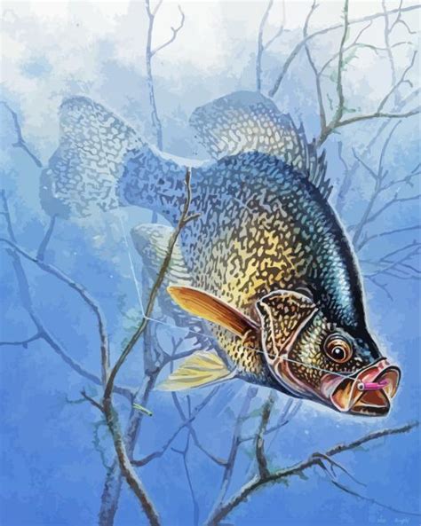 Aesthetic Crappie Paint By Numbers Paint By Numbers