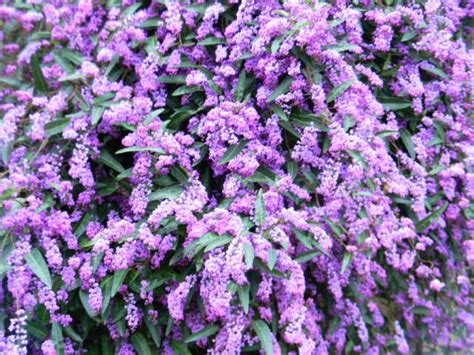 Plant Spotlight Lilac Vinehardenbergia Violacea San Leandro Ca Patch