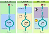 C3, C4 and CAM Plants | Plant lessons, Desert adaptations, Photosynthesis